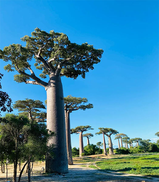 2203 Baobab